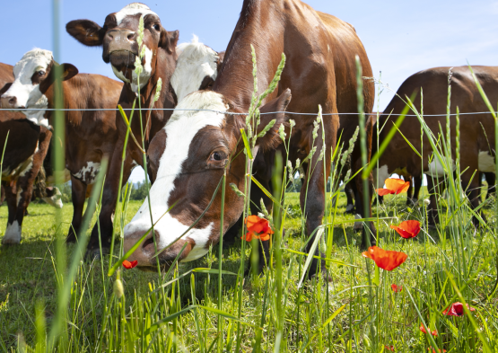 agricoltura e allevamento