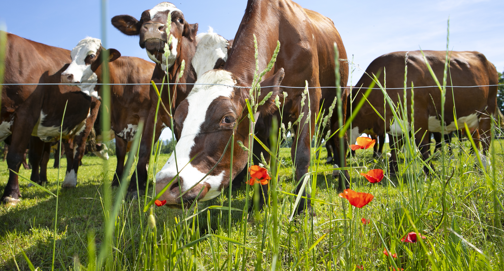 agricoltura e allevamento